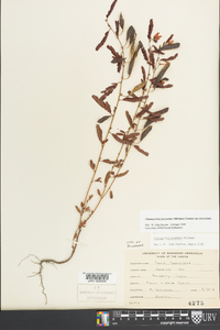 Chamaecrista fasciculata var. fasciculata image