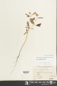 Chamaecrista fasciculata var. fasciculata image