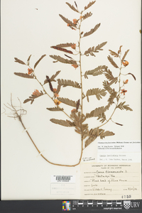 Chamaecrista fasciculata var. fasciculata image