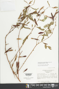 Chamaecrista fasciculata var. macrosperma image