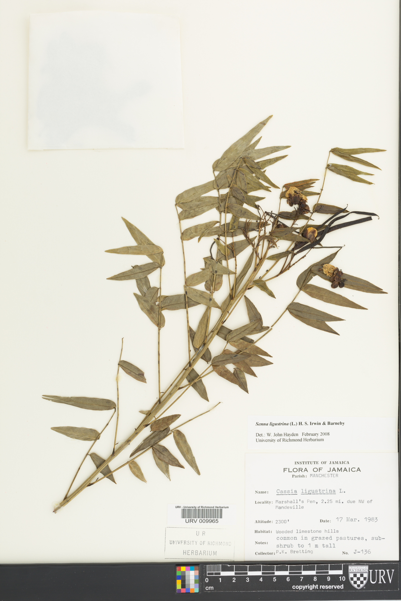 Cassia ligustrina image