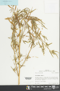 Aeschynomene indica image