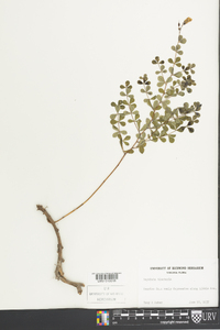 Baptisia tinctoria image