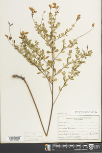 Baptisia tinctoria image