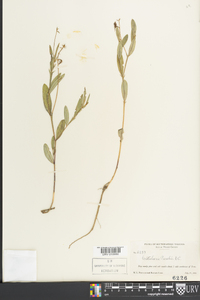 Crotalaria purshii image