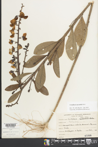 Crotalaria spectabilis image