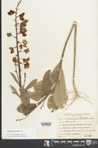 Crotalaria spectabilis image