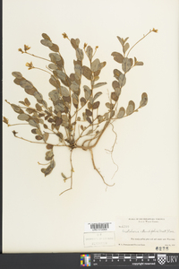 Crotalaria rotundifolia image