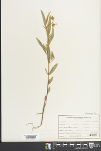 Crotalaria sagittalis image