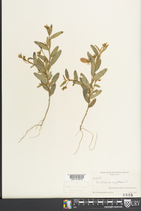 Crotalaria sagittalis image