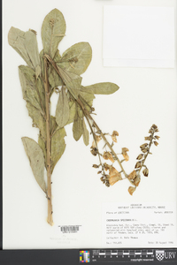 Crotalaria spectabilis image