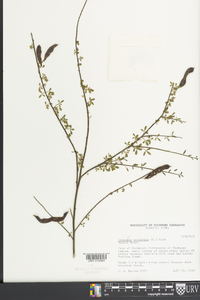 Cytisus scoparius image