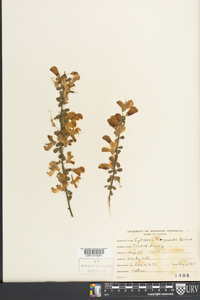 Cytisus scoparius image