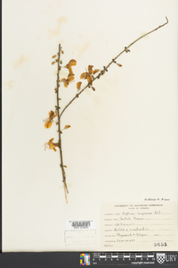 Cytisus scoparius image