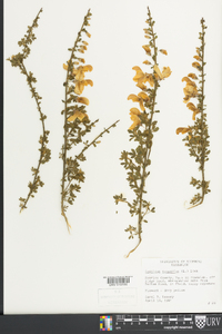 Cytisus scoparius image