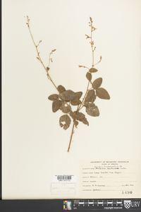 Desmodium bracteosum image