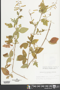 Desmodium glabellum image