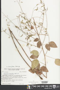 Desmodium laevigatum image