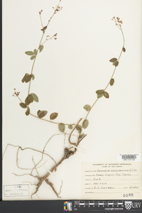 Desmodium marilandicum image