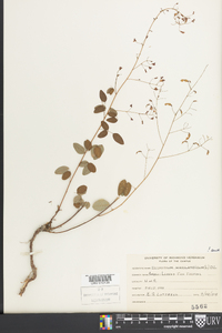 Desmodium marilandicum image