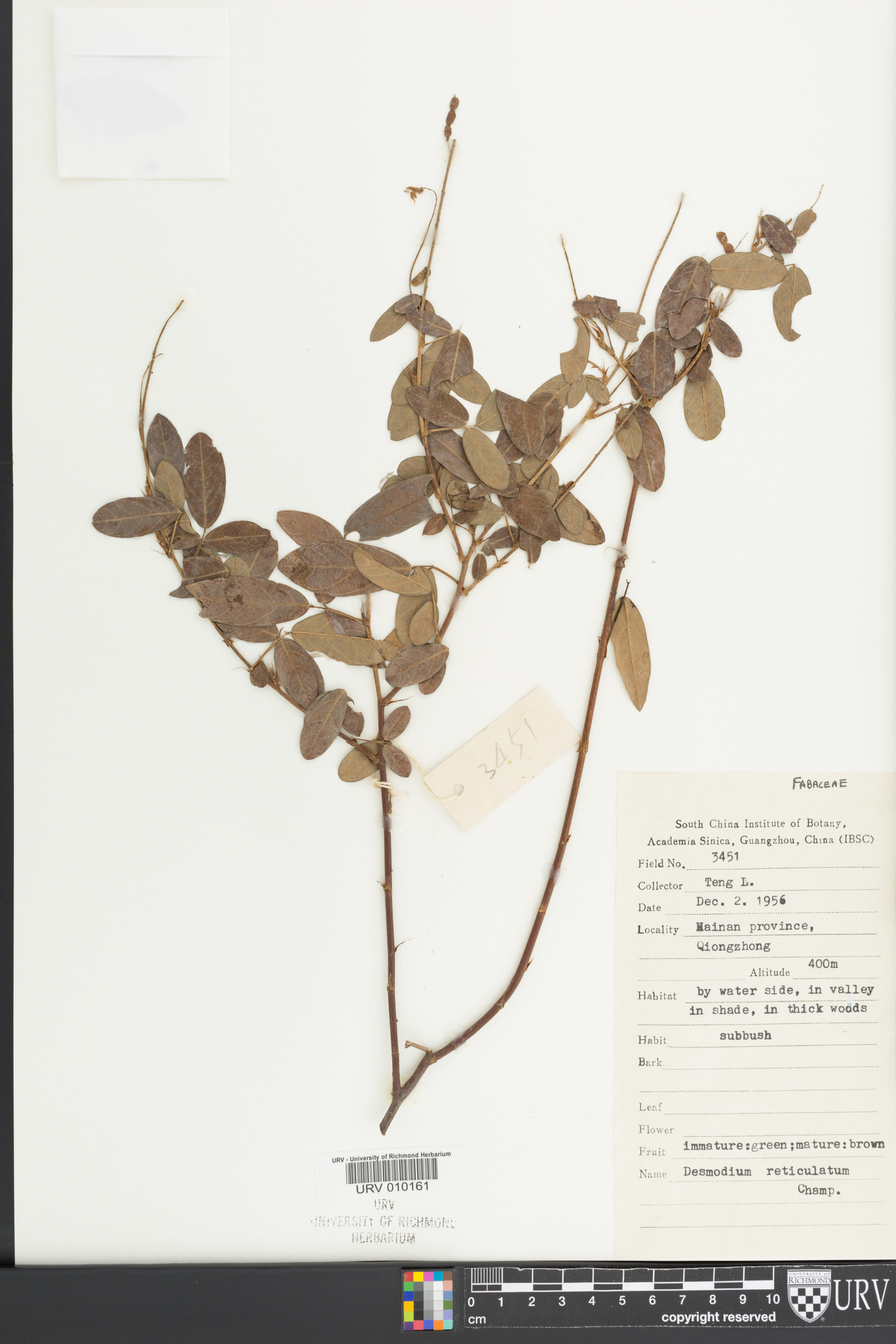 Desmodium heterocarpon image