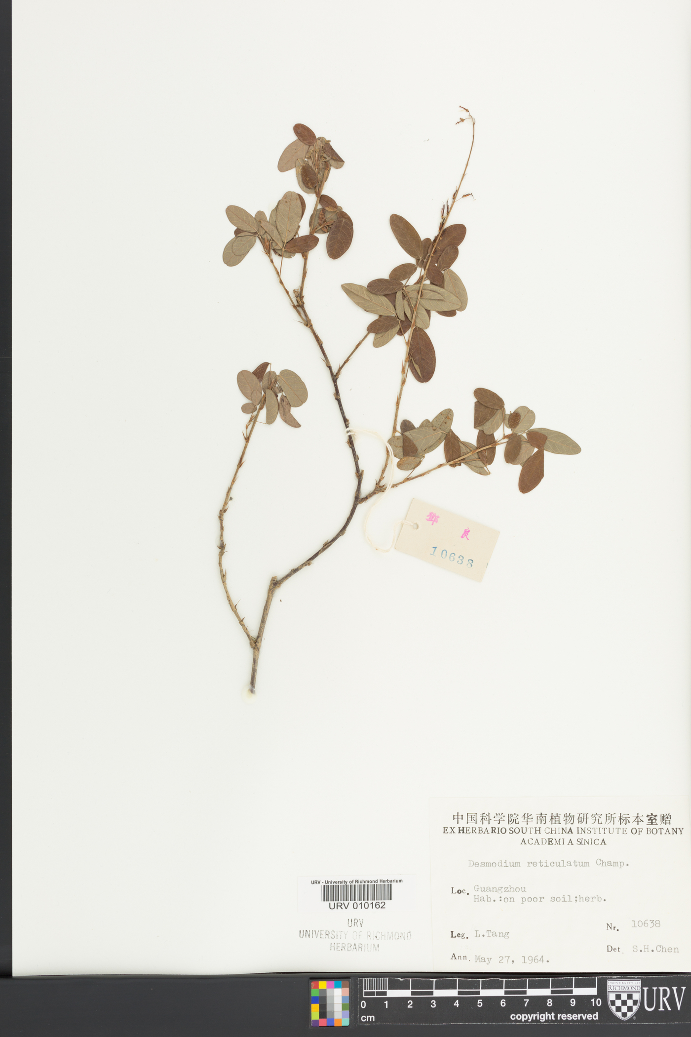 Desmodium heterocarpon subsp. angustifolium image