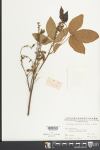 Flemingia macrophylla image