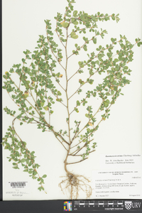Kummerowia striata image