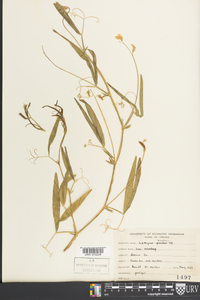 Lathyrus hirsutus image