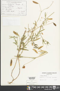 Lathyrus hirsutus image