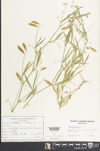 Lathyrus hirsutus image