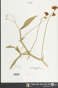 Lathyrus latifolius image