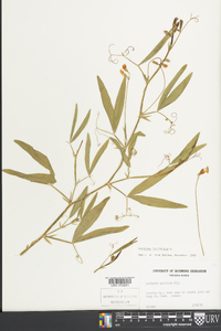 Lathyrus latifolius image