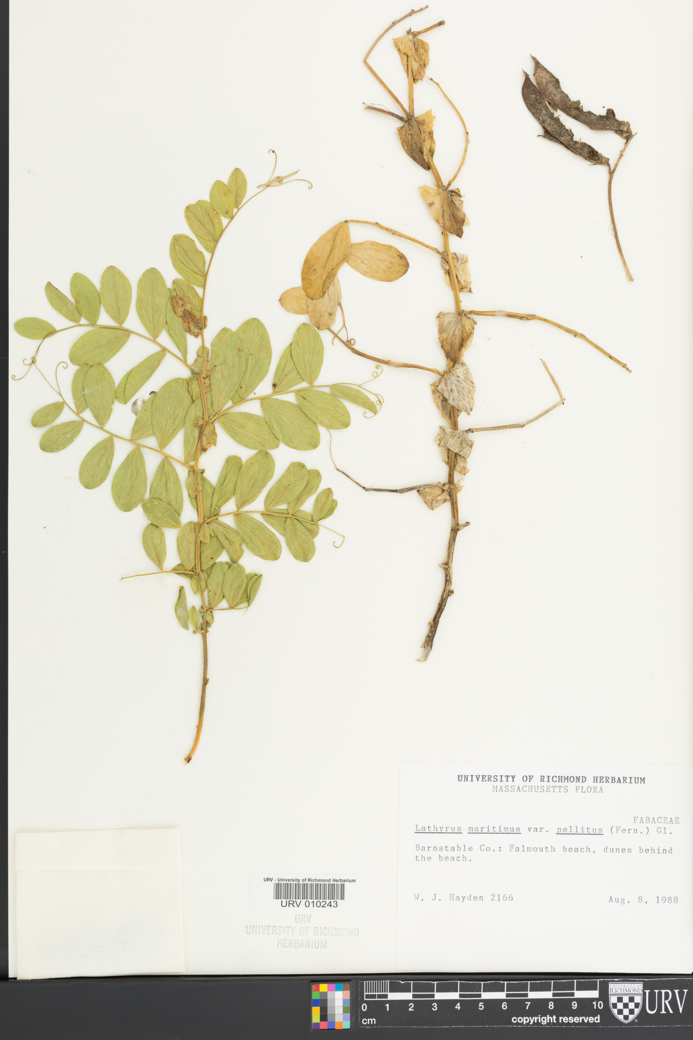 Lathyrus maritimus var. pellitus image