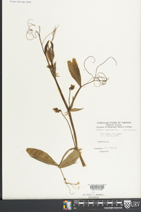 Lathyrus pusillus image