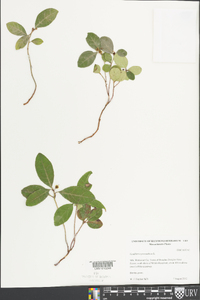 Gaultheria procumbens image