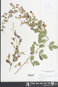 Lespedeza bicolor image