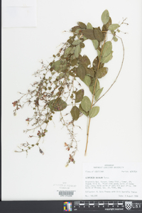 Lespedeza bicolor image