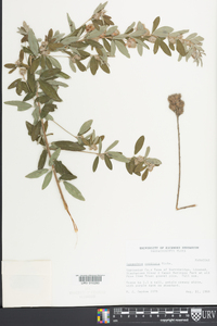 Lespedeza capitata image