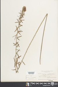 Lespedeza capitata image