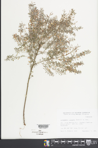 Lespedeza cuneata image