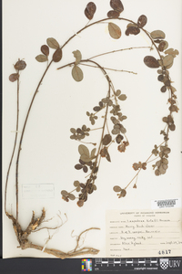 Lespedeza repens image