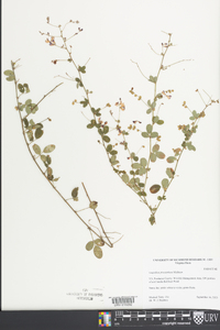 Lespedeza procumbens image