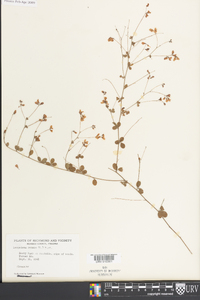 Lespedeza repens image