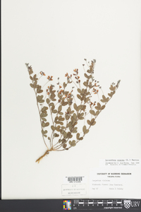 Lespedeza repens image