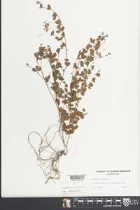 Lespedeza repens image