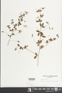 Lespedeza repens image