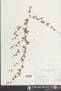 Lespedeza repens image