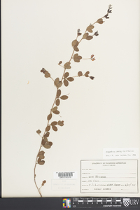 Lespedeza repens image