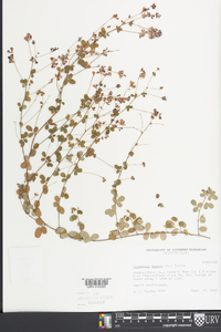 Lespedeza repens image